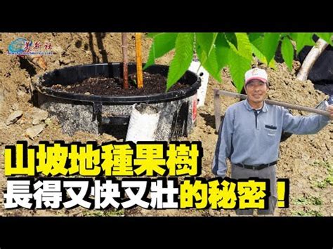 種植果樹|種植果樹：如何以及何時進行